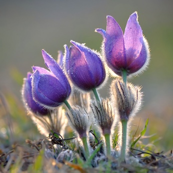 Pasque Flower blooming on spring meadow