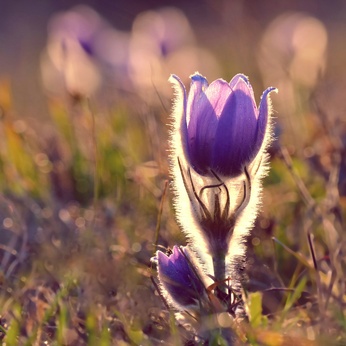 Pasque Flower blooming on spring meadow